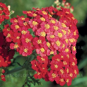 byliny_achillea-krwawnik_79011_1