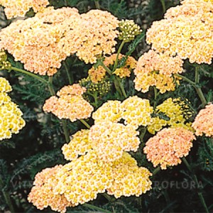 byliny_achillea-krwawnik_79013_1