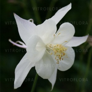 byliny_aquilegia-orlik_72123_1 (1)