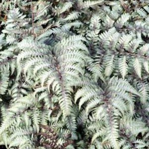 byliny_athyrium-wietlica_79424_1