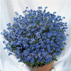 Myosotis sylvatica ÔMiroÕ