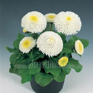 Bellis perennis ÔTasso¨ Wei§Õ / ÔTasso¨ WhiteÕ